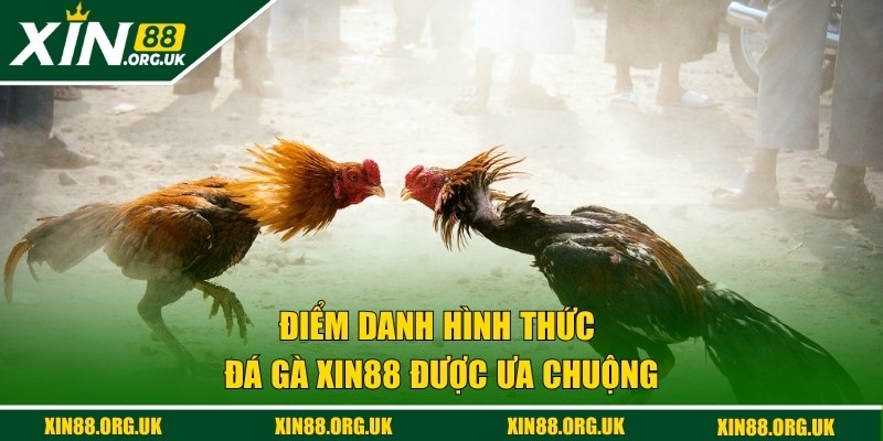 Những loại hình chọi kê kịch tính nhất