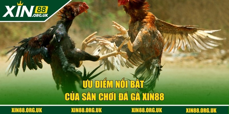 Ưu điểm hấp dẫn hàng đầu của bộ môn chọi kê